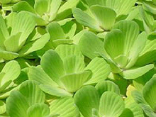 AQUATICA roliny wodne lilie producent eksporter w Polsce