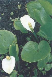 AQUATICA roliny wodne lilie producent eksporter w Polsce